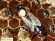 Пчелопакеты отводки пчеломатки 2021 Санкт-Петербург