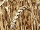 Семена озимой пшеницы Краснодар
