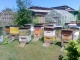 пчелосемьи