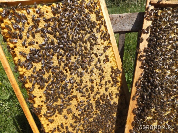. Пчелопакеты Карпатка на 2017год - фотография №1