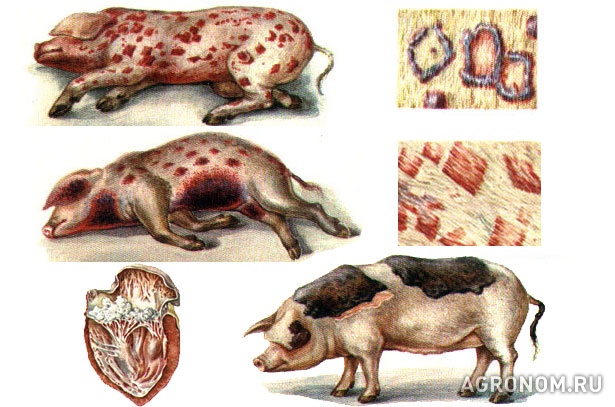 . Рожа свиней: лечение, симптомы, профилактика - фотография №1