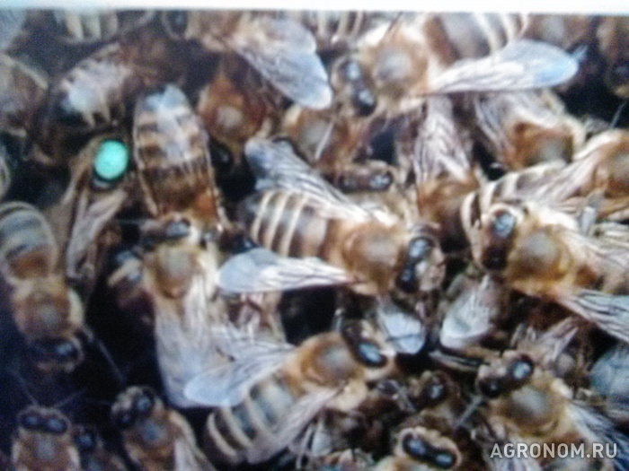. Пчелопакеты отводки пчеломатки Санкт-Петербург - фотография №1
