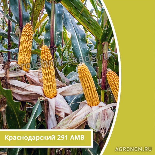 . Семена кукуруза Краснодарский 291 АМВ, описание и характеристика - фотография №1