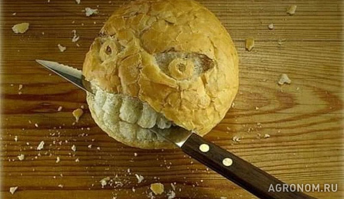 Растениеводство. Хлеб с привкусом ГМО. ГМО убивает всё живое - фотография №1