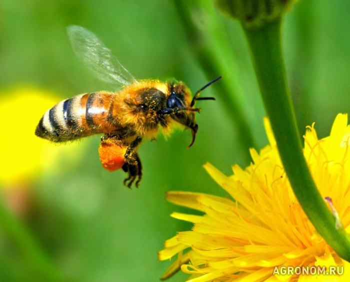 Пчеловодство. Пчелы и экология - фотография №1