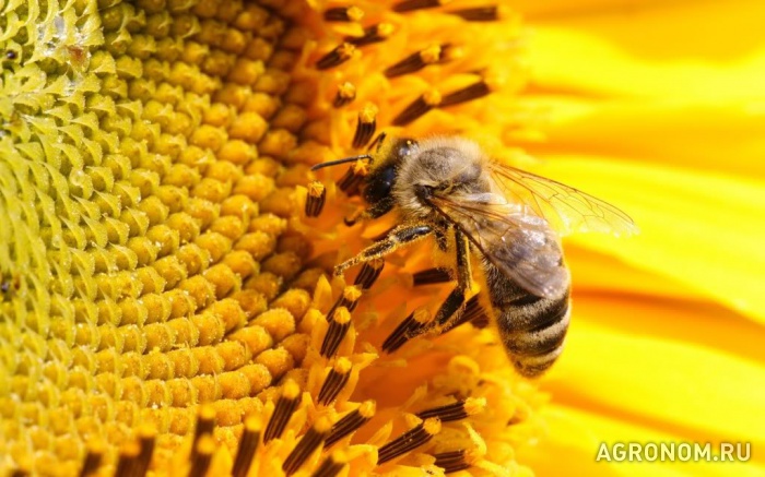 Пчеловодство. Роль пчеловодства в опылении энтомофильных сельскохозяйственных культур - фотография №1