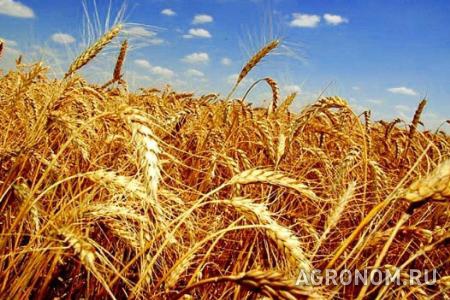 Зерновые культуры. Стартовые цены нового урожая пшеницы будут в диапазоне 250-265$ за тонну - фотография №1