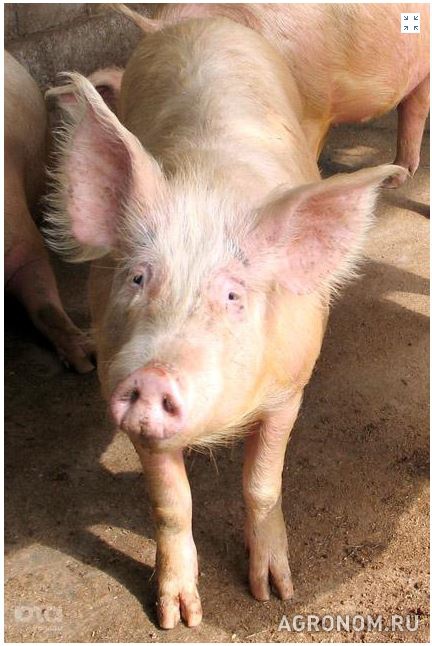 Свиноводство. В двух районах Ростовской области из-за АЧС уничтожено более тысячи свиней - фотография №1