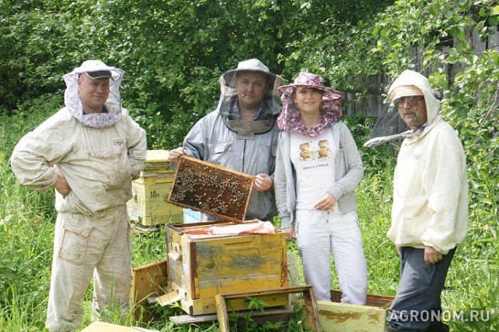 Пчеловодство. Наблюдения пчеловодов - фотография №1