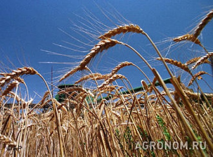 Зерновые культуры. Урожай пшеницы составит 20 млн т — Гидрометцентр - фотография №1