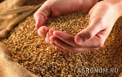 Зерновые культуры. Аграрии Кубани планируют собрать не менее 11 млн тонн зерна - фотография №1