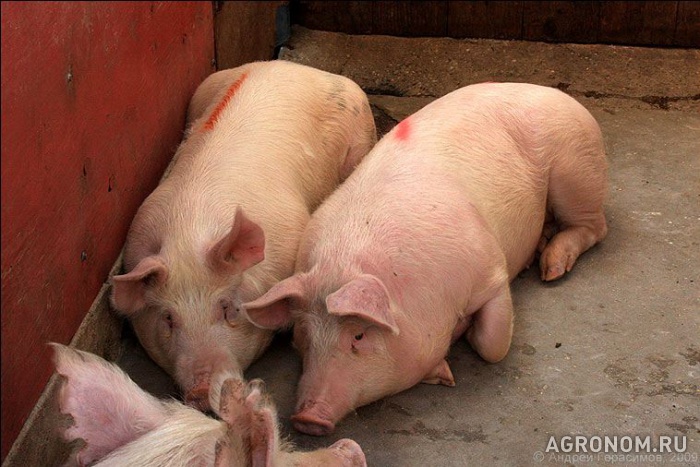 Свиноводство. В Краснодарском крае за год поголовье свиней сократилось на 58% - фотография №1