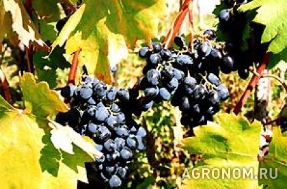 Виноградарство. На Кубани заложено более 600 га новых виноградников - фотография №1