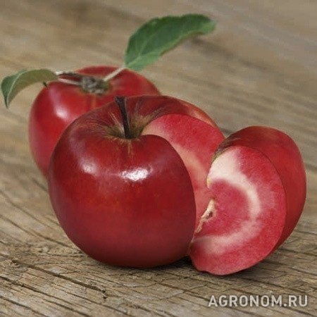 Садоводство. Сорта яблонь - фотография №1
