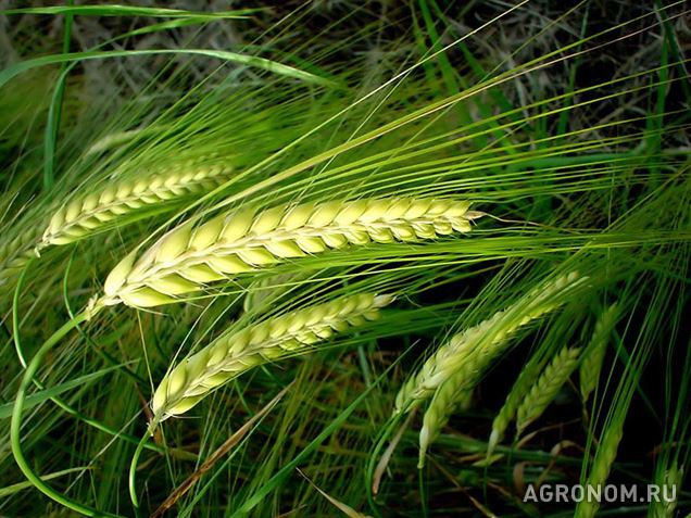 Зерновые культуры. Мировой зерновой форум Global Grain Sochi откроется в Сочи - фотография №1