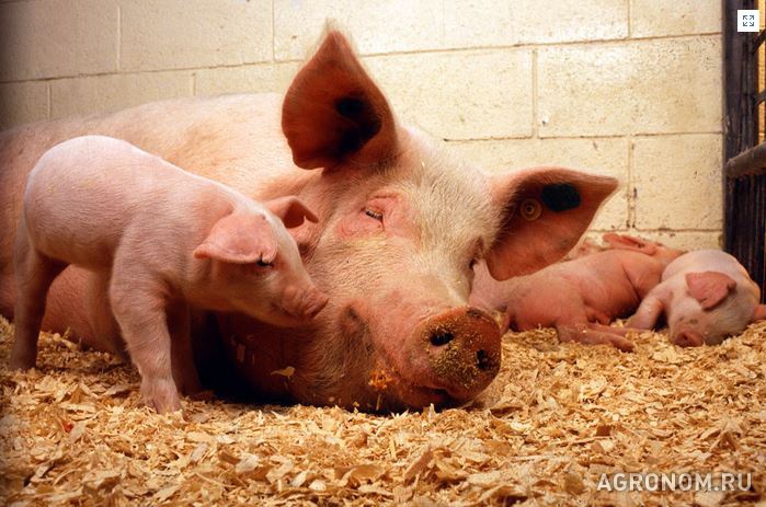 Свиноводство. На Кубани планируют через три года увеличить поголовье свиней до 1 млн - фотография №1