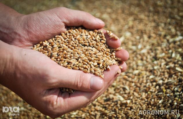 Зерновые культуры. Аграрии Кубани собрали 1 млн тонн озимой пшеницы - фотография №1