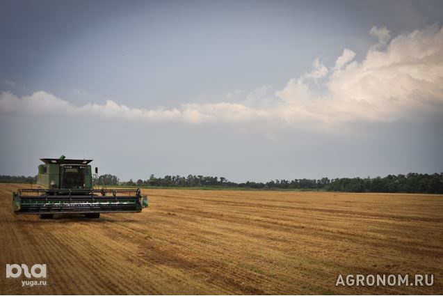 Зерновые культуры. В Ставропольском крае собран первый миллион тонн зерна нового урожая - фотография №1