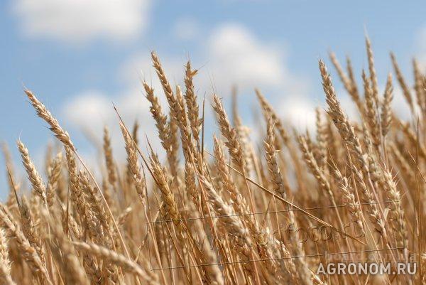 Зерновые культуры. В связи с новым урожаем началось снижение цен - фотография №1