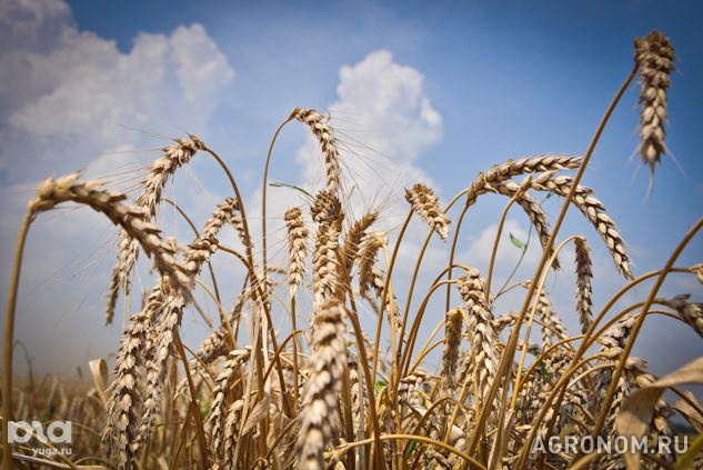 Зерновые культуры. В Краснодарском крае собрали второй миллион тонн пшеницы - фотография №1