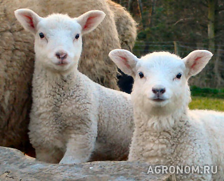 Овцеводство. Огромная база по продаже овец появилась в Гулькевическом районе - фотография №1