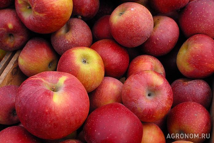 Услуги. На Кубани собрано 20 тыс. тонн плодов и ягод - фотография №1