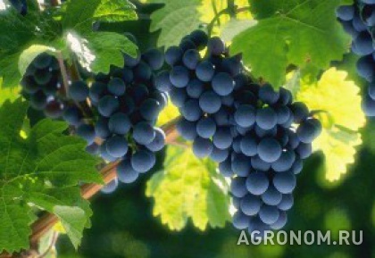 Виноградарство. Об урожае винограда в Ставрополе - фотография №1