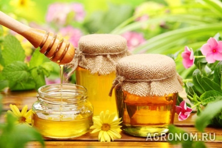 Пчеловодство. Как выбрать мёд - фотография №1