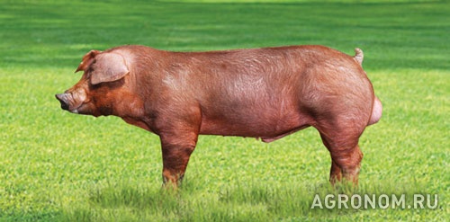 Свиноводство. Порода свиней дюрок - фотография №1