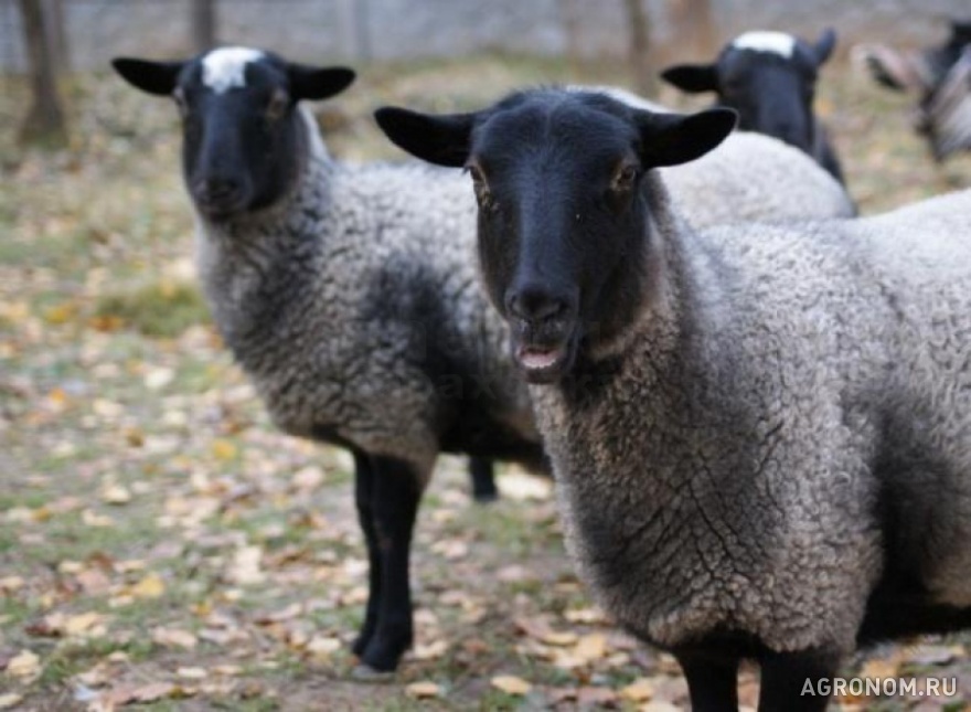 Овцеводство. Разведение овец романовской породы - фотография №1