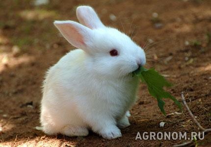 Кролиководство. Разведение кроликов - фотография №1