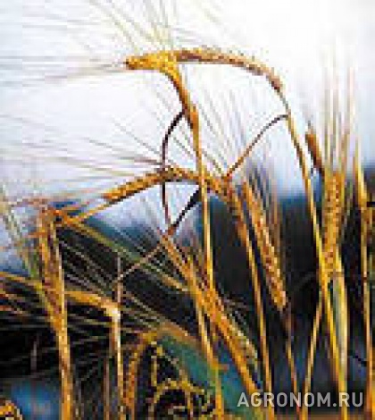 Зерновые культуры. Лидер по производству ржи — Приволжский федеральный округ - фотография №1