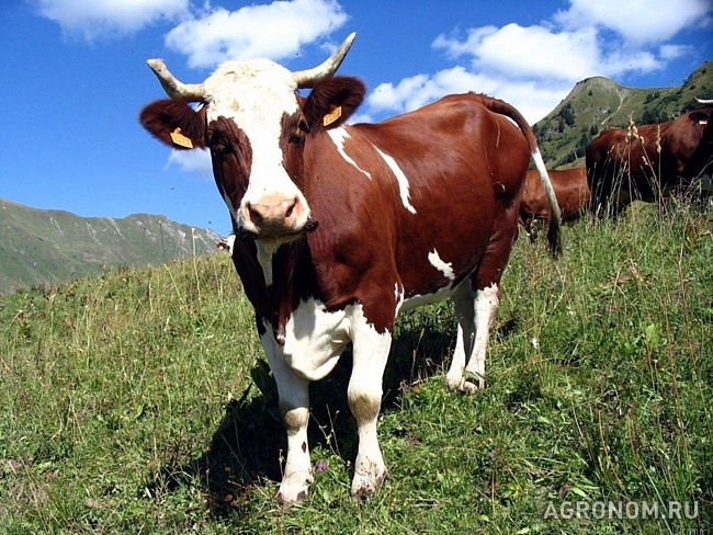 Скотоводство. Новая вакцинация крупного рогатого скота, не имеющая аналогов в России - фотография №1