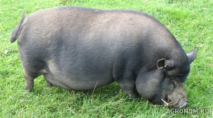 Свиноводство. Вьетнамская вислобрюхая порода свиней - фотография №1
