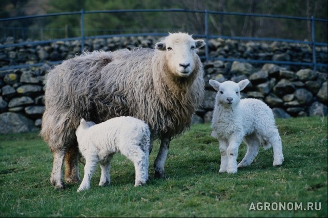 Овцеводство. Увеличение поголовья овец в Крыму на 14% - фотография №1