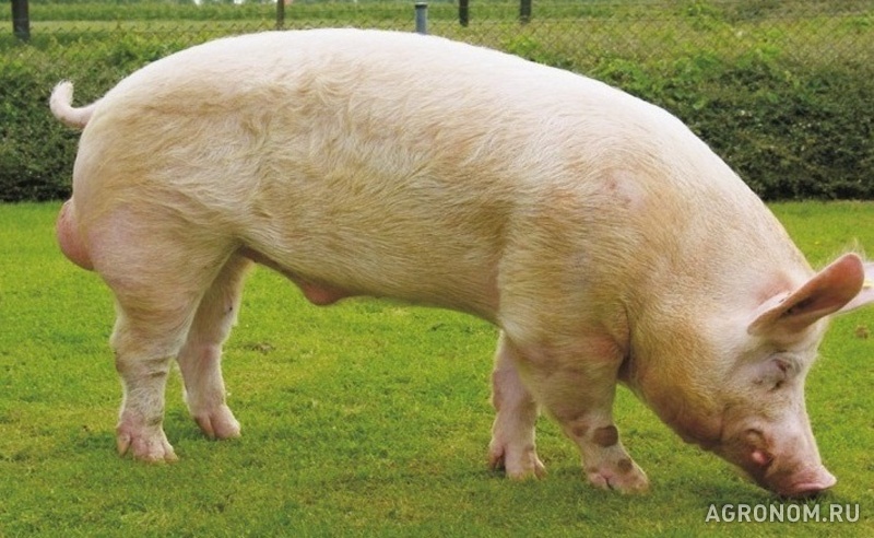 Свиноводство. Крупная белая порода свиней - фотография №1