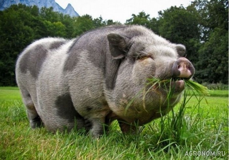 Свиноводство. Миргородская порода свиней - фотография №1