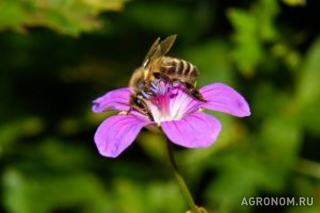 Пчеловодство. Цветочный конвейер - фотография №1