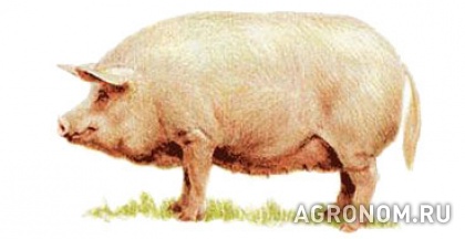 Свиноводство. Украинская степная белая порода свиней - фотография №1
