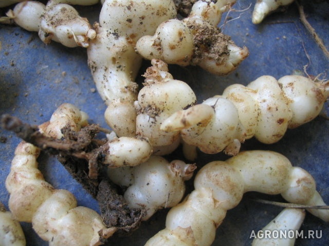 Овоще-бахчевые культуры. Стахис (чистец, японский картофель). Выращивание - фотография №1
