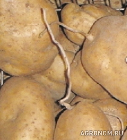 Овоще-бахчевые культуры. Столбур, столбурное увядание картофеля - фотография №1