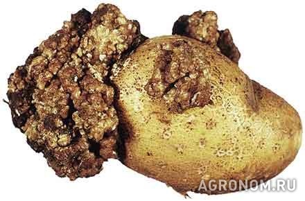 Овоще-бахчевые культуры. Рак картофеля - фотография №1