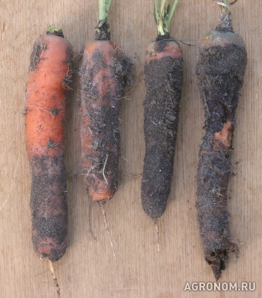 Овоще-бахчевые культуры. Сухая гниль (фомоз) моркови и способы борьбы с ней - фотография №1