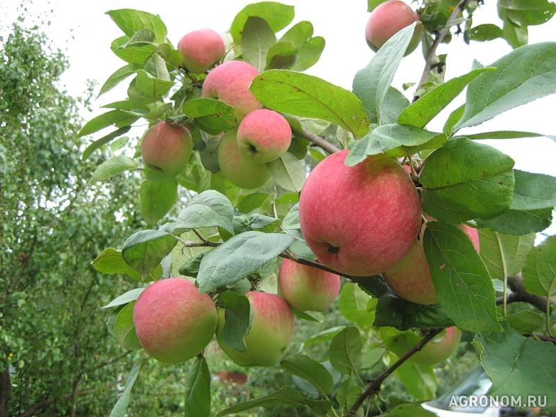 . Сбор урожая яблони и уход за плодами - фотография №1