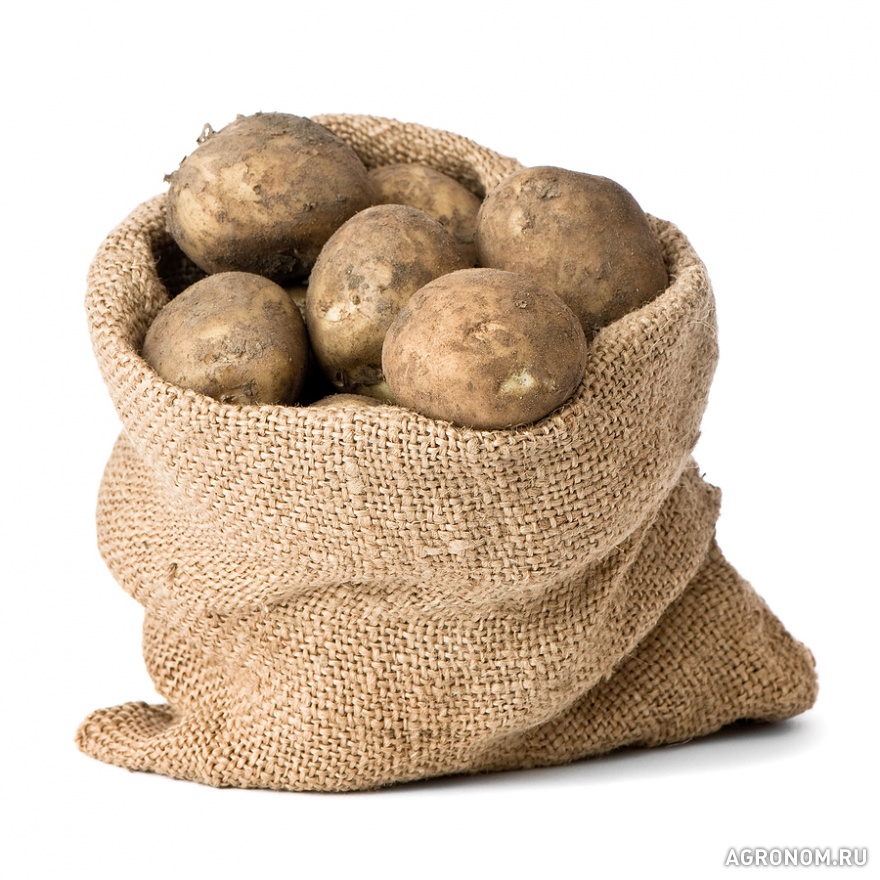 . Хранение клубней картофеля - фотография №1