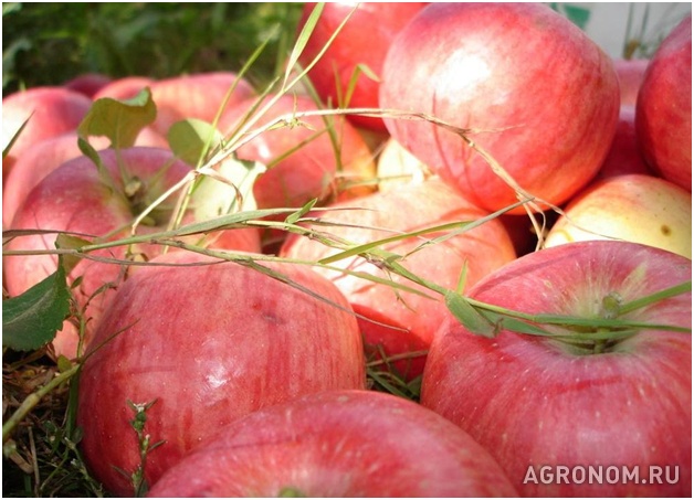 . Требования плодовых и ягодных культур к условиям выращивания - фотография №1