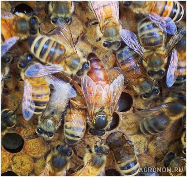 . Как правильно выставить пчел весной - фотография №1