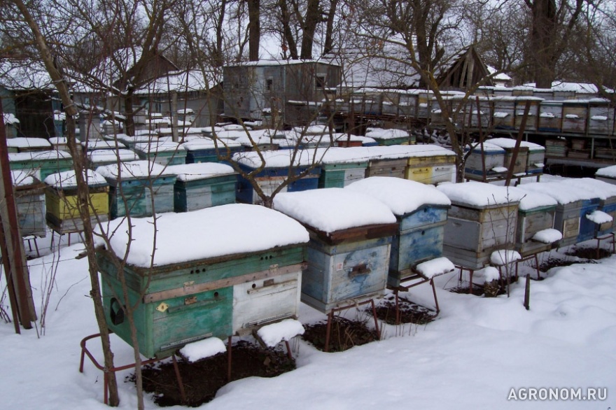 . Уход за пчелами и выбор места зимовки - фотография №1