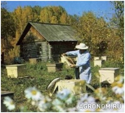 . Подготовка зимовника для пчел и борьба с мышами - фотография №1