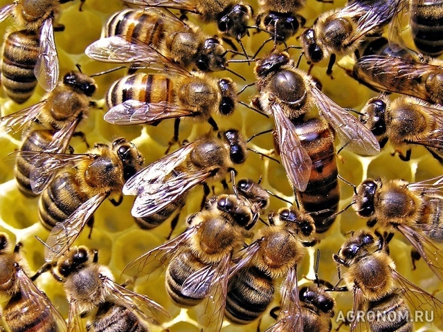 . Пчелиная семья годовой оборот - фотография №1
